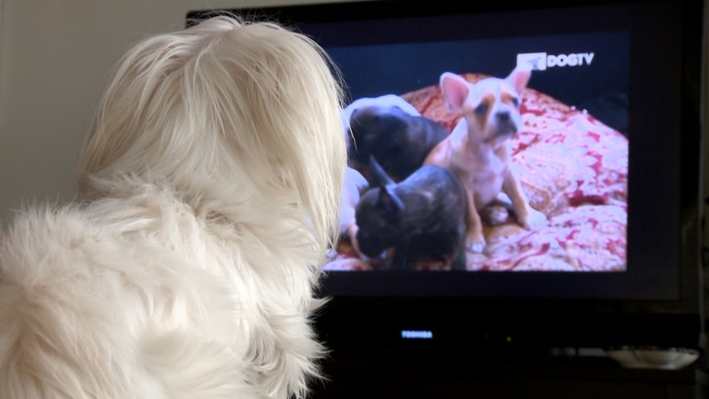 how much is dog tv on directv