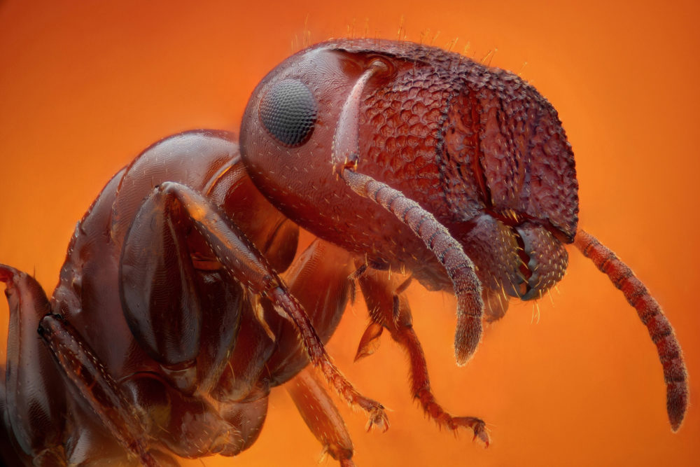Closeup-of-Ant-Face