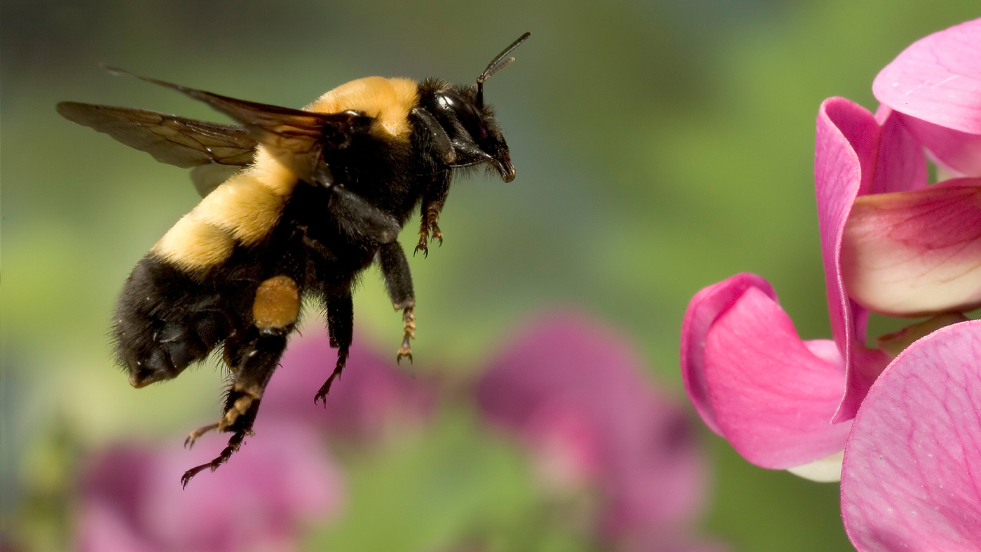 Степной Шмель Bombus fragrans