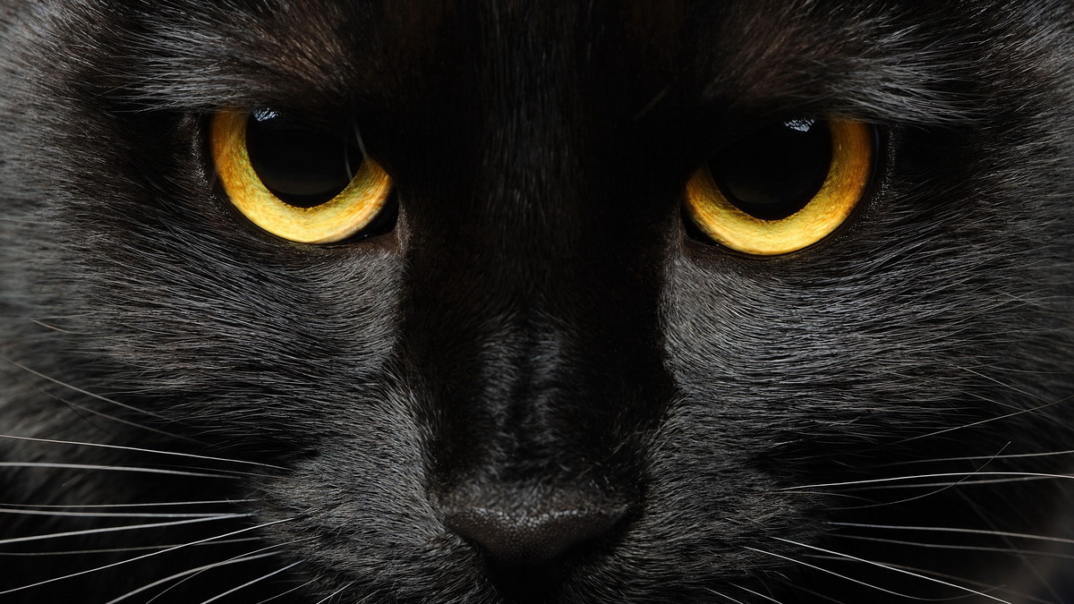 Американских ИБ-экспертов обвинили в использовании вымогательской малвари BlackCat